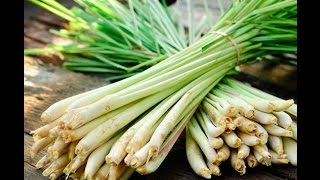 How to prepare Lemongrass for cooking [upl. by Namyw214]