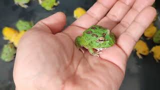 Cute Tiny Pacman Frog  Chatuchak Market  Bangkok Thailand [upl. by Udall]