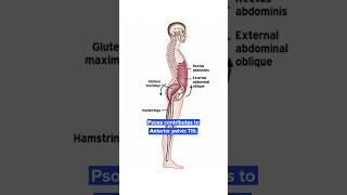 Stabilize your Lumbar Spine [upl. by Rhoads402]