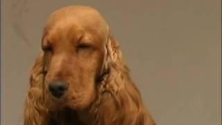 The Cocker Spaniel  Pet Dog Documentary [upl. by Lunseth]