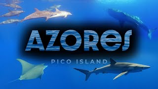 Scuba diving Pico Island Azores 2024  Aftermovie [upl. by Anivram]