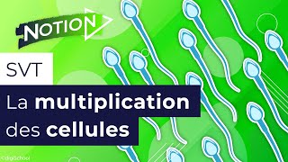 Questce que la mitose division cellulaire  SVT 3e [upl. by Aivan]