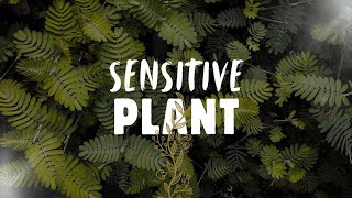 Sensitive Plant Magic [upl. by Vere]