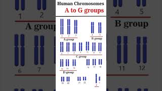 The Human Chromosome Groups AG groups cytogenetics [upl. by Curren988]