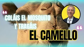 “Coláis el Mosquito y tragáis el camello” ◀ 05 NOV▶ [upl. by Ledah907]