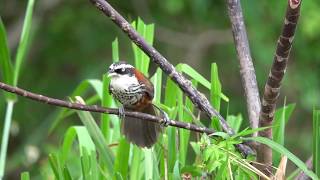 小彎嘴畫眉（畫眉科） 英名：Lesser Scimitar Babbler，Streakbreasted Scimitar Babbler 學名：Pomatorhinus ruficollis [upl. by Thomasine]