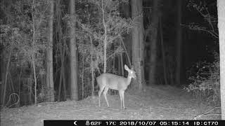 Campark T70 Trail Camera The Busy Deer Trail Photo ModeGeorgia Trail Cam [upl. by Millburn]