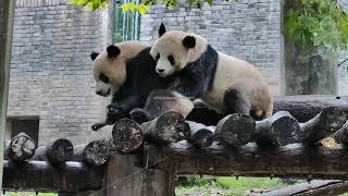 Giant Panda Le Le morning at Dujiangyan 大熊猫叻叻  都江堰中华大熊猫苑之蝶泉园 [upl. by Stockmon]