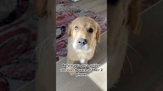 Little sass here and there never hurt no one😅 dogmemes dogshorts cutedog goldenretriever [upl. by Aretahs]