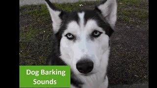 ✅ Dog Barking in the Distance Sound Effect [upl. by Yruam921]