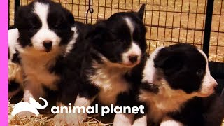 Baby Border Collies Start Learning To Herd  Too Cute [upl. by Yzzik523]