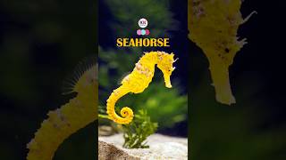 Seahorse A Rare UpClose Look [upl. by Libnah]