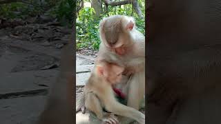 Awesome family the pigtail monkey shorts 000057 [upl. by Derraj927]