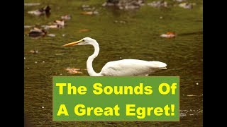 The Sounds Of A Great Egret [upl. by Hedwig]