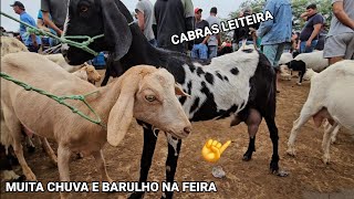 CABRA BODE CARNEIROS E OVELHAS NA FEIRA DA VILA JERIMUM TNPE 15092024 [upl. by Aileahcim]