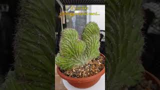 Rare Cool Crested Cactus  Polaskia chichipe cristata  growing cactus collection amp care shorts [upl. by Parfitt]