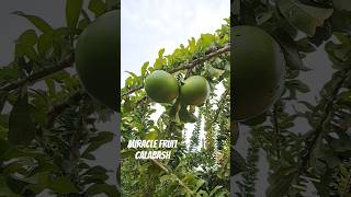 Unripe Crescentia cujete miracle fruit calabash also called calabacero or rum tree shorts nature [upl. by Eimilb]