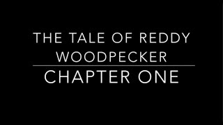 The Tale of Reddy Woodpecker Chapter 1  Childrens Classic Audio Books [upl. by Nivrad484]