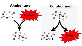 ¿Cuál es la diferencia entre ANABOLISMO y CATABOLISMO [upl. by Anirtak]