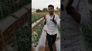 असे करा शिमला मिरचीचे नियोजन 🤔😳  farming shorts [upl. by Jerusalem347]