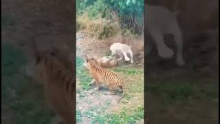 Someone please save me what should I do animals youtubeshorts viralvideo youtubecreator [upl. by Nylesor]