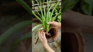 Unhealthy Damage Root Aloevera Plant Repotting to save💚✨shorts garden plants [upl. by Melvin]