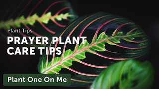 Prayer Plant Marantaceae Care — Ep 031 [upl. by Kloster]