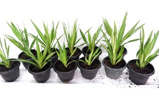 Yucca Silver Star  Variegated Yucca Propagation and Care by Stem Cuttings [upl. by Yanaton]