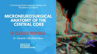 3D Microneurosurgical Anatomy of the Central Core  Eduardo Carvalhal Ribas M D [upl. by Yzdnil]