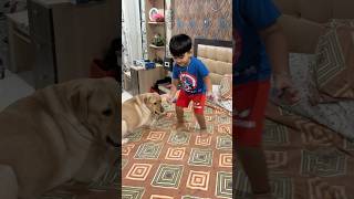 Mimi ko dance dikhate huye aaru cutedog labrador dog shorts [upl. by Emilie313]