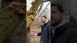 🍄 These Mushrooms Love the Cold 🥶shortvideo mushroom nature snow foraging food science [upl. by Berti]