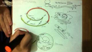 CLASE DE PANCREAS ENDOCRINO ✔✔ 29 Sintesis de Insulina [upl. by Reiniar]