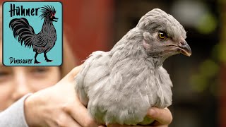 Araucana Hühner mit Schwanz mit 8 Wochen Hahn oder Henne [upl. by Reel]