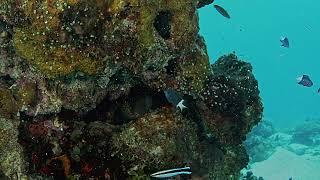 Scuba Diving from the Marshall Islands Kwajalein Atoll Eller Lagoon Side 29 September 2024 [upl. by Batory]