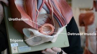 Bladder Anatomy [upl. by Marasco421]