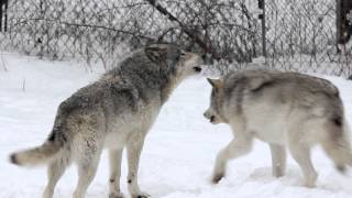 Gray Wolves Howling Parc Omega [upl. by Mond472]