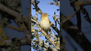 Willow Warbler Song amp Call  Beautiful Bird Sounds birds [upl. by Yar122]