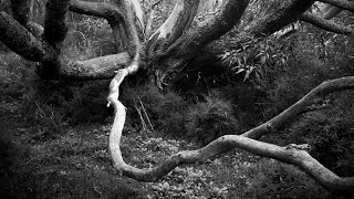 Black and white film photography  Dandenong Ranges National Park [upl. by Ikcaj514]