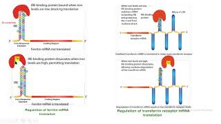 5 UTR IRE ferritina receptor transferrina 3 UTR expresión genética biología molecular biology [upl. by Tabitha]