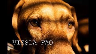 Vizsla FAQ [upl. by Nahtam838]