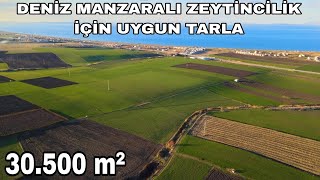 1882 DENİZ MANZARALI ZEYTİNCİLİK İÇİN UYGUN 30500 M2 TARLA [upl. by Roma]