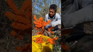 Buckthorn Harvesting Process shorts youtubeshorts shortsvideo [upl. by Daune]