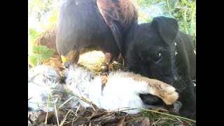 A DAY IN THE LIFE WOODY A HARRIS HAWK AND FRIENDS [upl. by Phyllys]