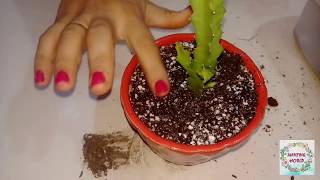 How To grow Cactus Succulent Herb Caralluma Umbellata Cactus [upl. by Collis]