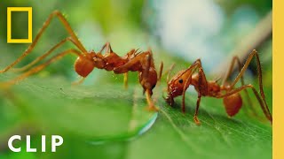 Leafcutter Ants Slice Leaves for the Colony  A Real Bugs Life  National Geographic [upl. by Itteb]