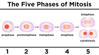 Mitosis How One Cell Becomes Two [upl. by Siuol]