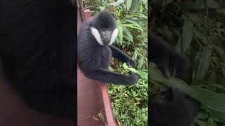 White cheeked gibbon animals forest wildlife [upl. by Asined]