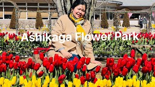 ASHIKAGA FLOWER PARK tulip season 2024 [upl. by Castara]