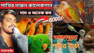 কাকাতুয়াগ্রে প্যারট amp eclectus parrot এর বাচ্চা❤️ Cockatoo feedingmacaw parrot price in India 4k [upl. by Frayda]