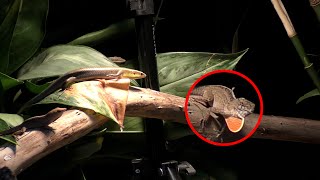 Short Reptile Documentary A Lizard Guards His Territory 2021 PART 1 [upl. by Onairda]